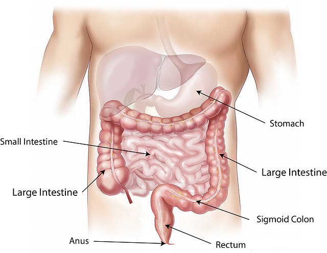 anatomie břicha